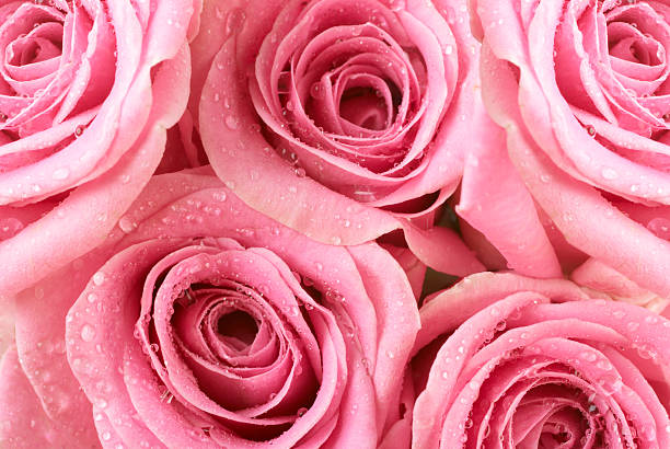 Pink Rose dew drops stock photo