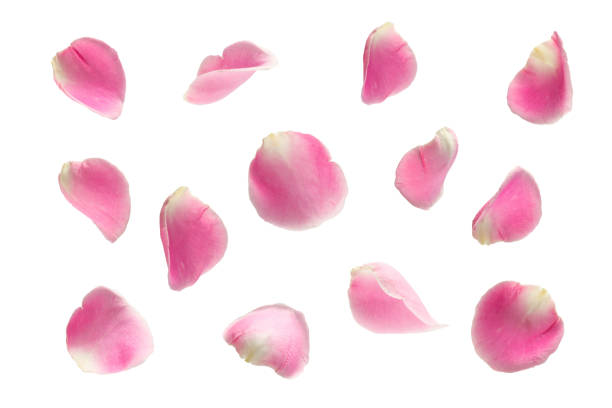 Photo of pink rose falling petals ioslated on white