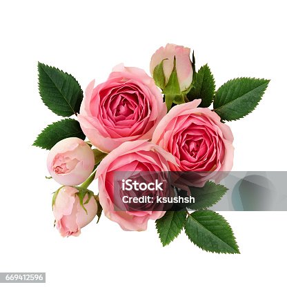 istock Pink rose flowers arrangement 669412596