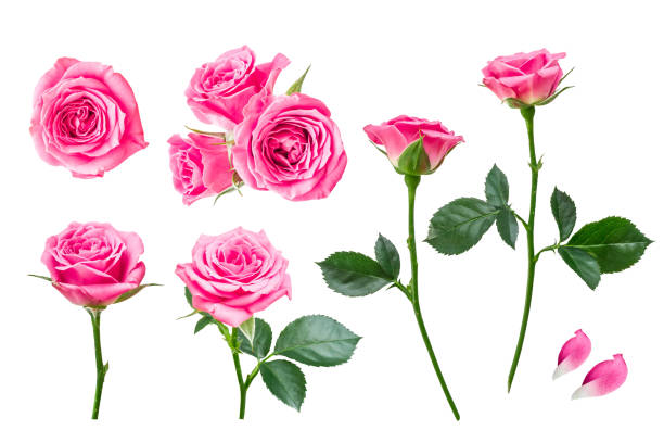 ピンクのバラは白い背景に孤立 - rose ストックフォトと画像