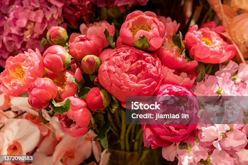 istock pink rose 1372090183