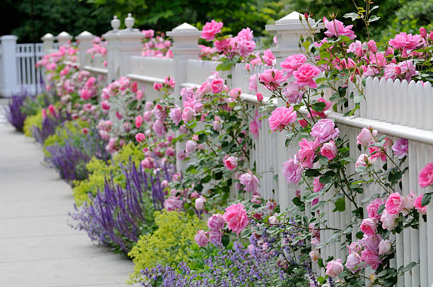 Pink roses and lavender next to a white fence stock photo