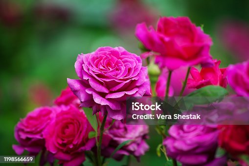 istock Pink roses blossom on green blurred background close up, beautiful red rose bunch macro, growing purple flowers in bloom on flowerbad, elegant floral arrangement, romantic holiday greeting card design 1198566659