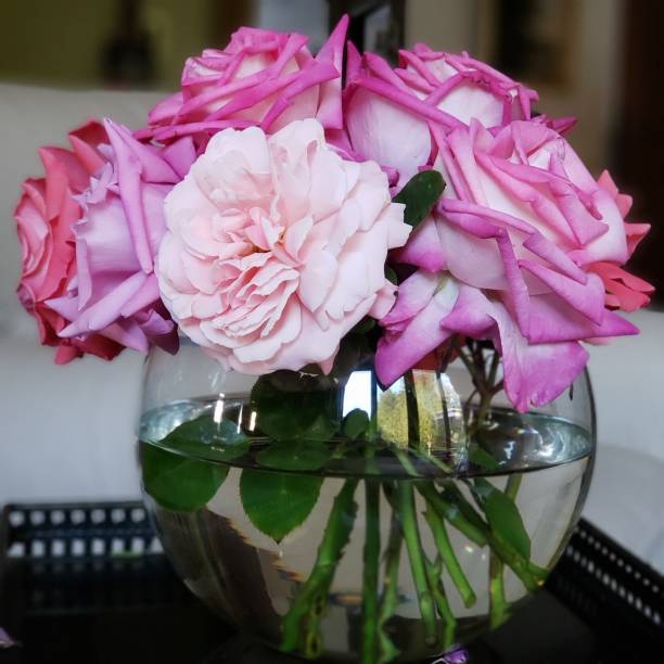Pink Roses In A Vase stock photo
