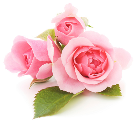 Three beautiful pink roses on a white background