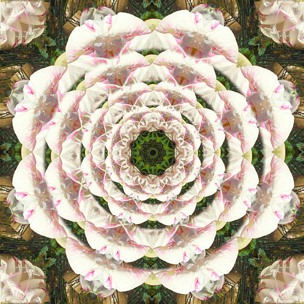 Pink Sacred Lotus Flower in Bloom Kaleidoscopic Photographic Mandala Design stock photo
