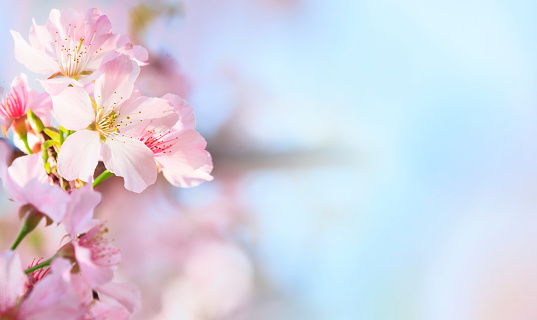 The Pink sakura petals flower background. Romantic blossom sakura flower petals