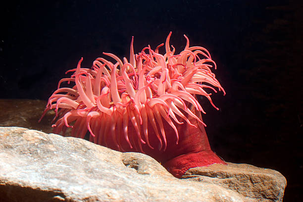A pink sea anemone on a rock under the light stock photo