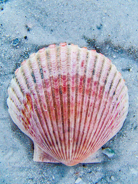 pink shell in the sand stock photo