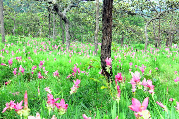 roze siam tulp bloemen heet krachai bloem, curcuma sessilis bloemen veld zijn bloei in de regentijd op de berg mooi landschap. - chaiyaphum stockfoto's en -beelden