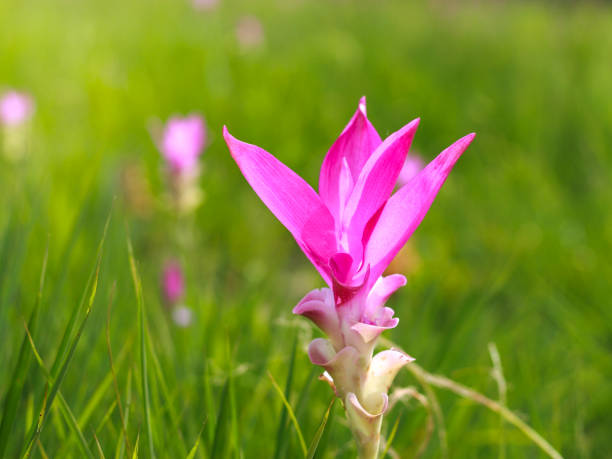 roze siam tulpen (curcuma sessilis), krachiew in thaise, mooie wilde bloem bloeien in de jungle van nationaal park, chaiya phoom provincie, thailand. - chaiyaphum stockfoto's en -beelden