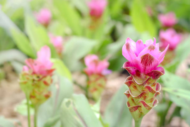 roze siam tulpen (curcuma sessilis), krachiew in het thais, bloeiende in de bloem veld. - chaiyaphum stockfoto's en -beelden