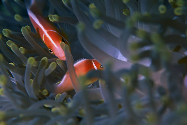 Pink Skunk Clownfish Pink Anemonefishのストックフォト Istock