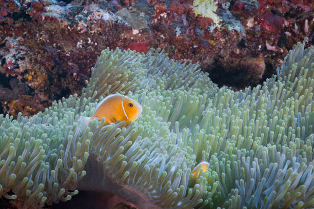 Pink Skunk Clownfish and Anemone Amphiprion perideraion also known as the pink skunk clownfish or pink anemonefish, is a species of anemonefish from the skunk complex that is widespread from northern Australia through the Malay Archipelago and Melanesia babeldaob island stock pictures, royalty-free photos & images