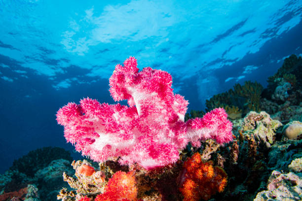 Pink Soft Coral stock photo
