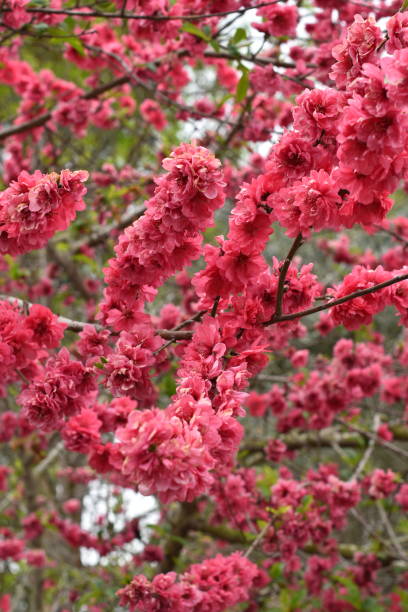Pink Spring Flowers on a Tree Palos Verdes Area steven harrie stock pictures, royalty-free photos & images
