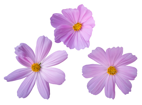Pink Sulfur Cosmos Flower isolated on white background with clipping path.