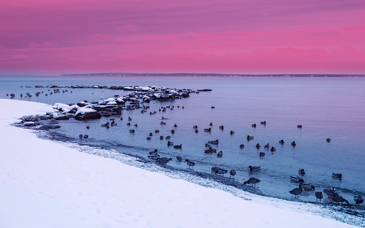 Snow-covered beach with many ducks and seagulls hunting for food after a snowstorm on Cape Cod shoreline in February
