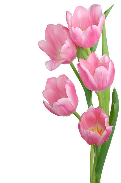 Pink Tulip arrangement a composition of pink tulips, fully open, isolated on white tulip stock pictures, royalty-free photos & images