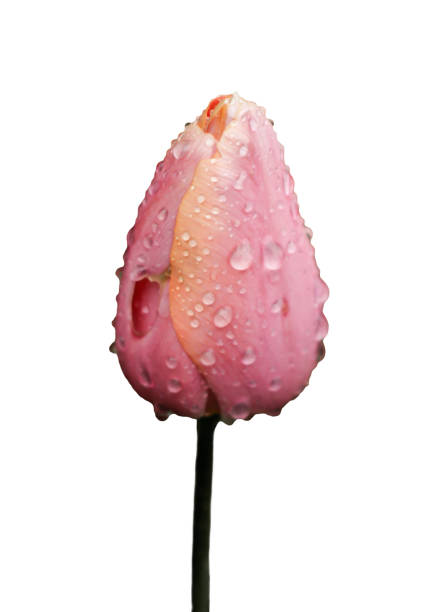 Pink tulip bud with water drops stock photo
