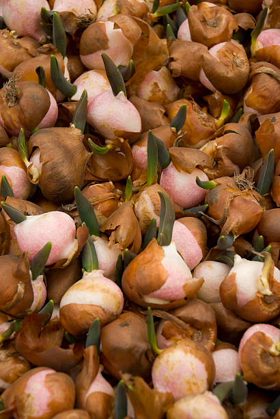 Pink Tulip Bulbs stock photo