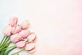 istock Pink tulip flowers on a pink-blue background, selective focus 1324014992