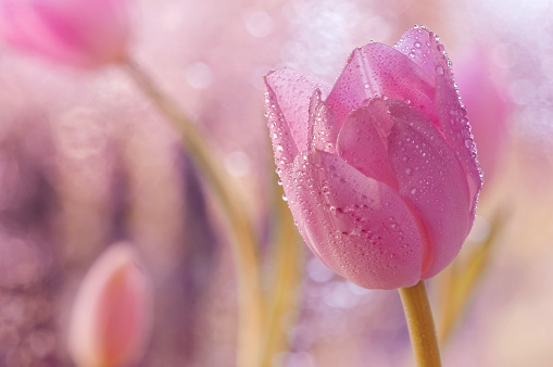 Beautiful spring flower in pastel colors