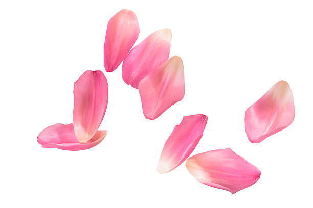 rosa tulpe blütenblätter isoliert - blütenblatt stock-fotos und bilder
