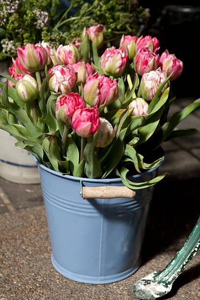 pink tulip stock photo