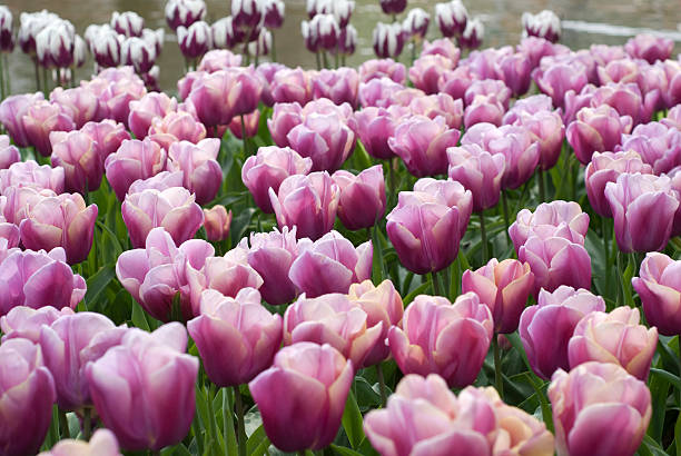 Pink Tulips at Keukenhoff stock photo