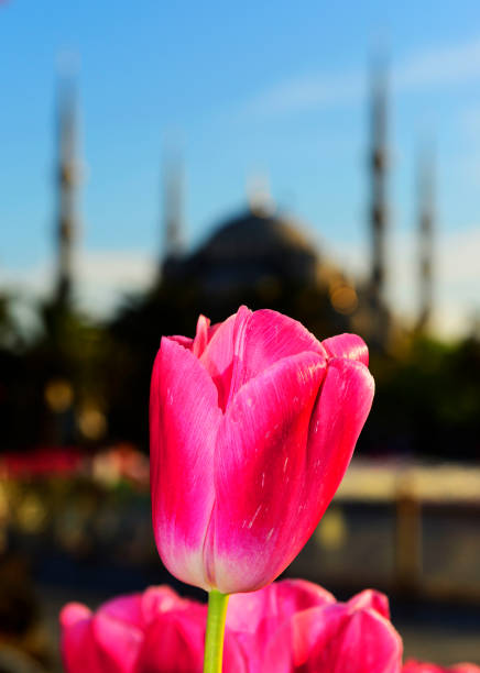 Pink tulips, background, Hagia Sophia ,Istanbul,Turkey stock photo