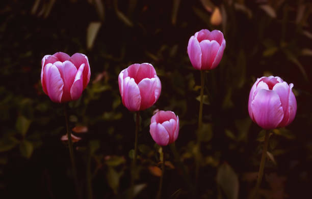 Pink Tulips Bloom in a Garden stock photo