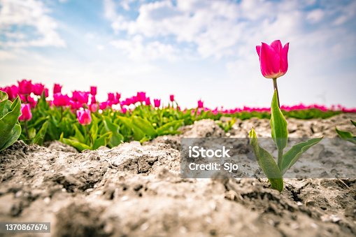 istock Pink tulips blooming in a field during springtime 1370867674