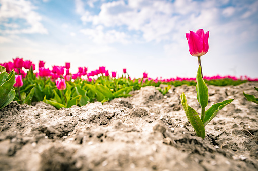 Pink tulips blooming in a field during springtime. Low angle view.