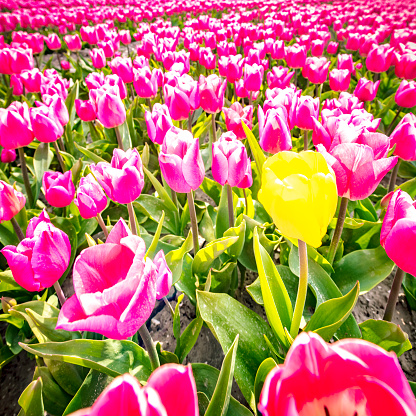 Pink tulips blooming in a field during springtime. Low angle view.