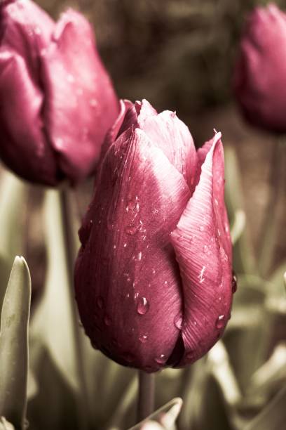 pink tulips filtered closeup stock photo