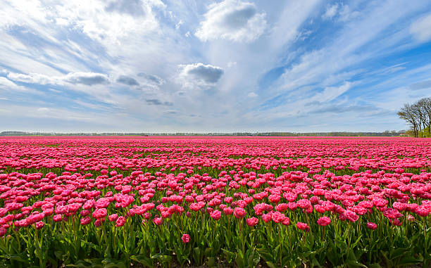 Pink Tulips in a field during a lovely spring day Pink Tulips growing in a field in the Noordoostpolder in the Netherlands during a beautiful spring day. flevoland stock pictures, royalty-free photos & images