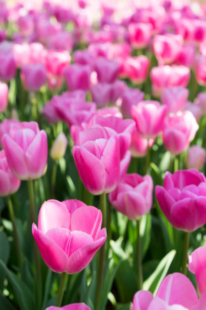 Pink Tulips of Istanbul, Emirgan Park stock photo