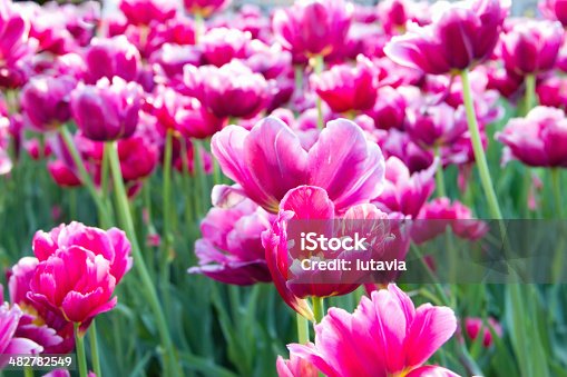 istock pink tulips 482782549