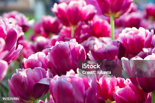 istock Pink tulips 941574984