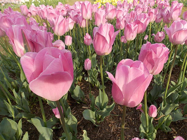 Pink Tulips Up Close stock photo