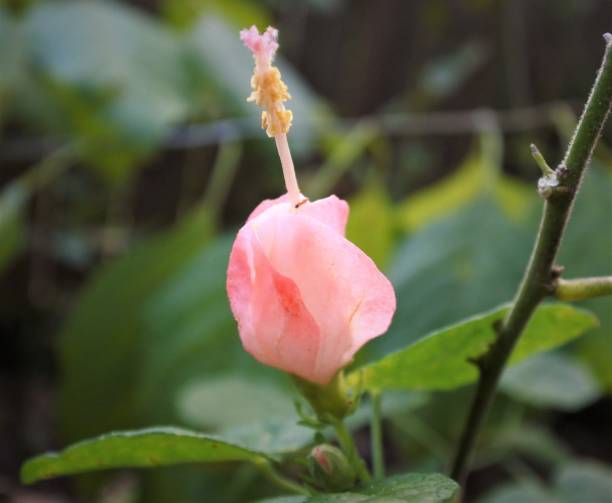 Pink Turk's Cap Flower stock photo