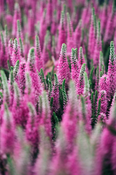 Pink Veronica Spicata flowers stock photo