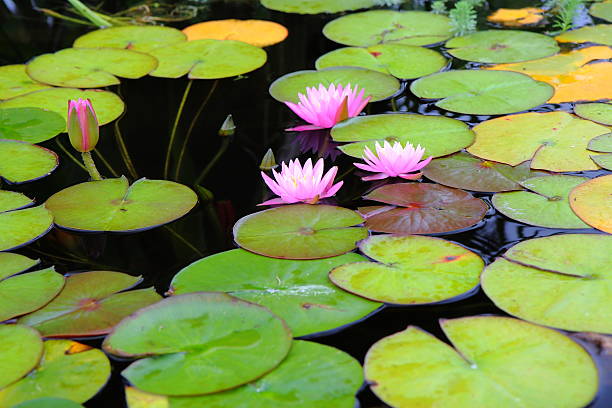 Pink Water Lillies stock photo