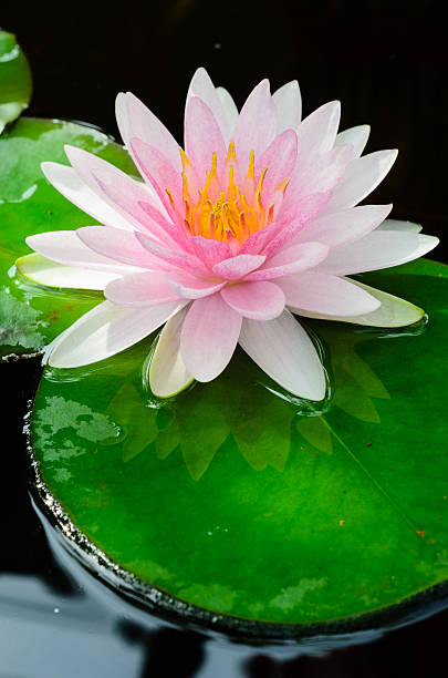 pink water lily stock photo
