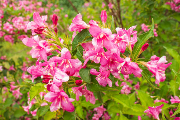 Pink weigela flowers. stock photo