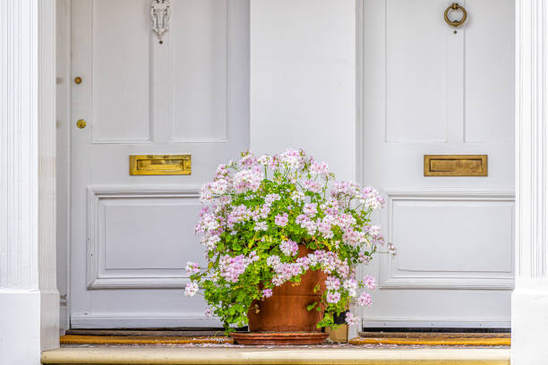 Pink white color geranium flower basket box potted pot decoration in summer by doorstep porch of doors with mail slots and knob knockers in Chelsea, London UK window stock photo