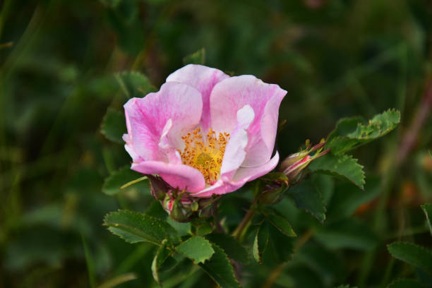 Wild Rose Stock Photos Pictures Royalty Free Images