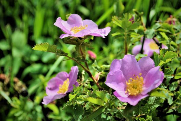 Pink Wild Roses Growing on the Prairies stock photo