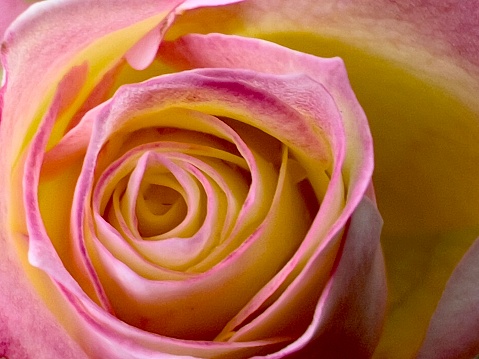 Close up of a pink yellow rose background